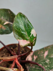 Philodendron Pink Princess Tricolor
