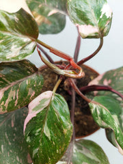 Philodendron Pink Princess Tricolor