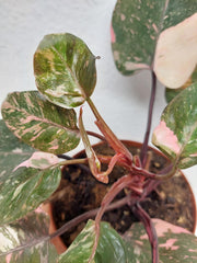 Philodendron Pink Princess Tricolor