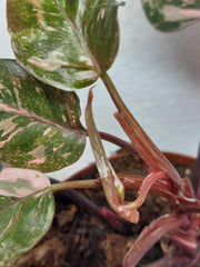 Philodendron Pink Princess Tricolor