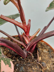 Philodendron Pink Princess Tricolor