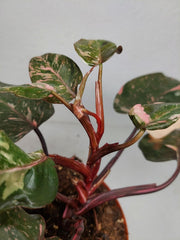 Philodendron Pink Princess Tricolor