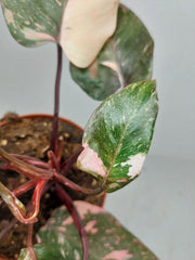 Philodendron Pink Princess Tricolor