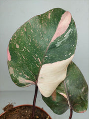 Philodendron Pink Princess Tricolor