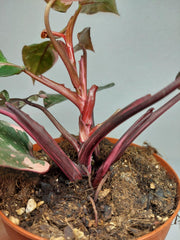Philodendron Pink Princess Tricolor