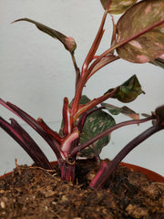 Philodendron Pink Princess Tricolor