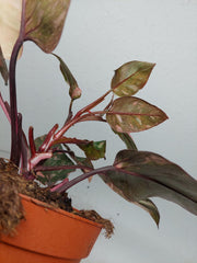 Philodendron Pink Princess Tricolor