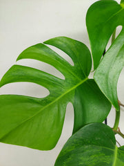 Monstera Green on Green Steckling (zum aussuchen)