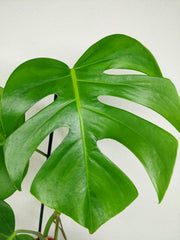 Monstera Green on Green Steckling (zum aussuchen)