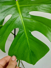 Monstera Green on Green Steckling (zum aussuchen)