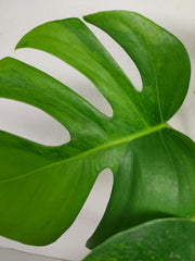 Monstera Green on Green Steckling (zum aussuchen)