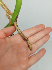 Monstera Green on Green Steckling (zum aussuchen)