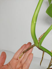 Monstera Green on Green Steckling (zum aussuchen)