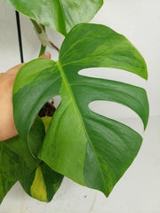 Monstera Green on Green Steckling (zum aussuchen)