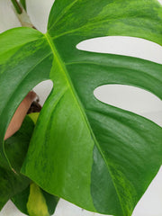 Monstera Green on Green Steckling (zum aussuchen)