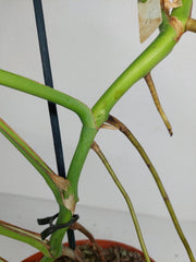 Monstera Green on Green Steckling (zum aussuchen)