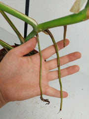 Monstera Green on Green Steckling (zum aussuchen)