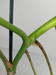 Monstera Green on Green Steckling (zum aussuchen)