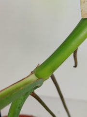 Monstera Green on Green Steckling (zum aussuchen)