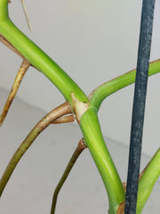 Monstera Green on Green Steckling (zum aussuchen)