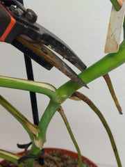 Monstera Green on Green Steckling (zum aussuchen)