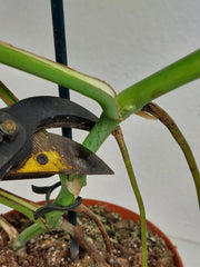Monstera Green on Green Steckling (zum aussuchen)