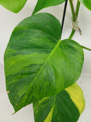 Monstera Green on Green Steckling (zum aussuchen)