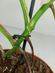 Monstera Green on Green Steckling (zum aussuchen)