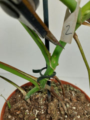 Monstera Green on Green Steckling (zum aussuchen)