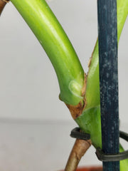 Monstera Green on Green Steckling (zum aussuchen)