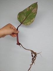 Philodendron Strawberry Shake Steckling (zum aussuchen)