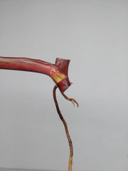 Philodendron Strawberry Shake Steckling (zum aussuchen)