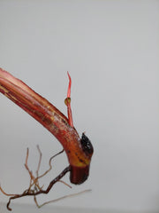 Philodendron Strawberry Shake Steckling (zum aussuchen)