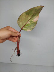 Philodendron Strawberry Shake Steckling (zum aussuchen)
