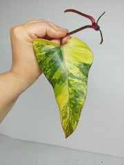 Philodendron Strawberry Shake Steckling (zum aussuchen)
