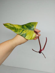 Philodendron Strawberry Shake Steckling (zum aussuchen)