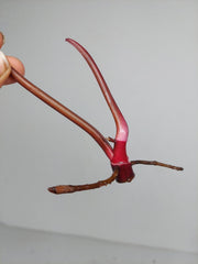 Philodendron Strawberry Shake Steckling (zum aussuchen)