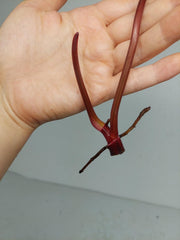 Philodendron Strawberry Shake Steckling (zum aussuchen)