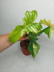 Philodendron Florida Beauty x Bipennifolium Variegata