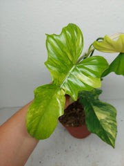 Philodendron Florida Beauty x Bipennifolium Variegata