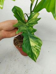 Philodendron Florida Beauty x Bipennifolium Variegata