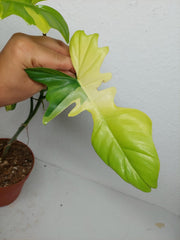 Philodendron Florida Beauty x Bipennifolium Variegata