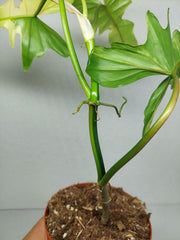 Philodendron Florida Beauty x Bipennifolium Variegata
