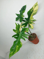 Philodendron Florida Beauty x Bipennifolium Variegata