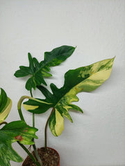 Philodendron Florida Beauty x Bipennifolium Variegata
