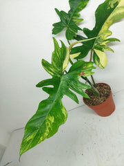 Philodendron Florida Beauty x Bipennifolium Variegata