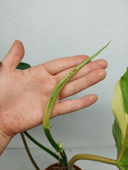 Philodendron Florida Beauty x Bipennifolium Variegata