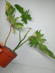 Philodendron Florida Beauty x Bipennifolium Variegata