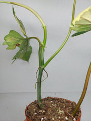 Philodendron Florida Beauty x Bipennifolium Variegata
