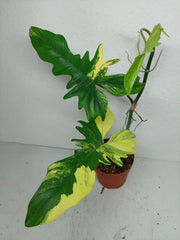 Philodendron Florida Beauty x Bipennifolium Variegata